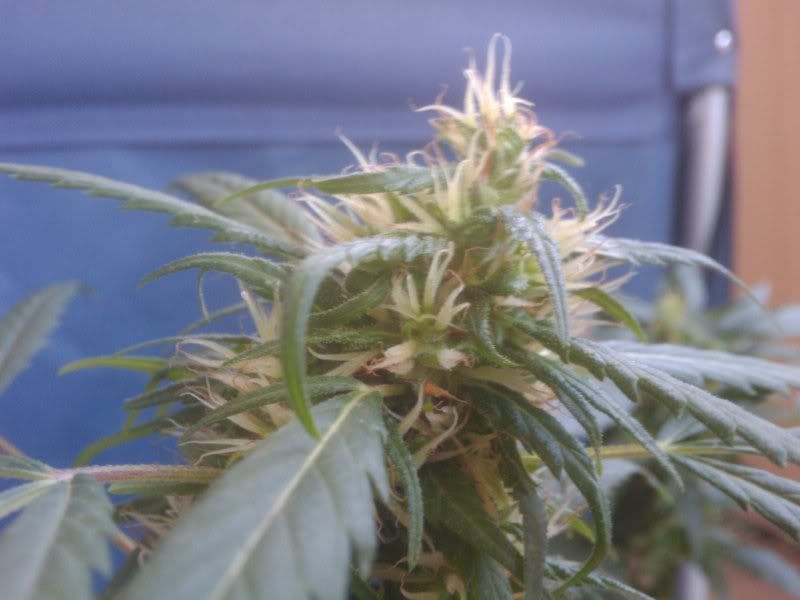 2009-10-20111654.jpg