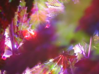 DSC03828.jpg