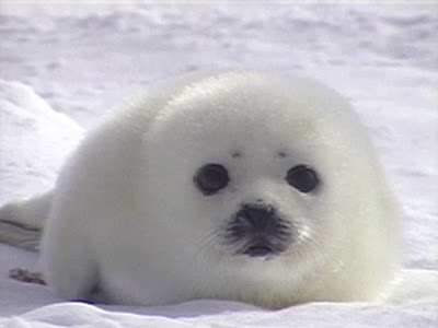 Baby%2BSeal.jpg