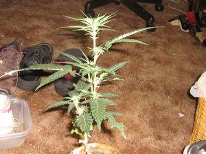 53078Picture_526-thumb.jpg
