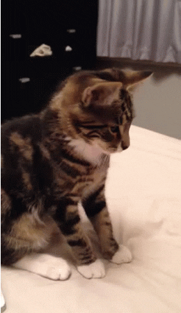 giphy.gif