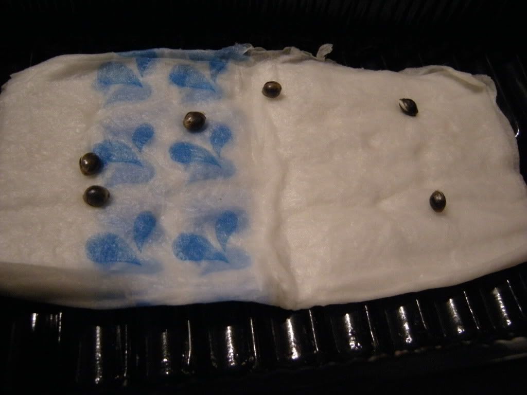 a011.jpg