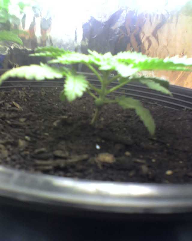 06-07-08_1836.jpg