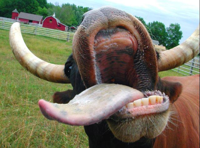 cow_rev.jpg