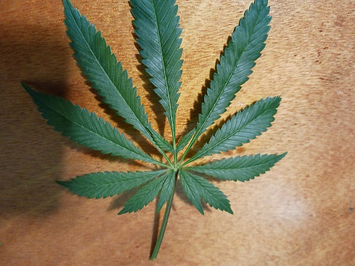 leafodd3.jpg