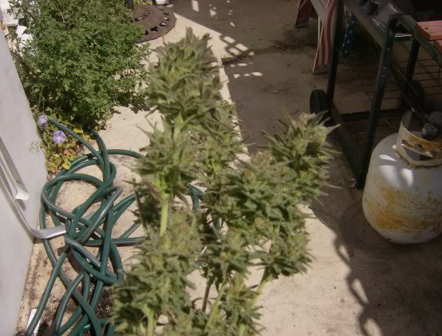 HPIM0692.jpg
