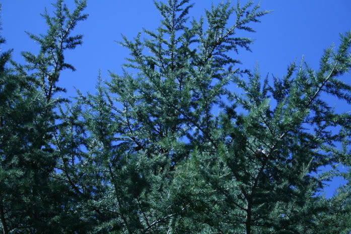 tree.jpg