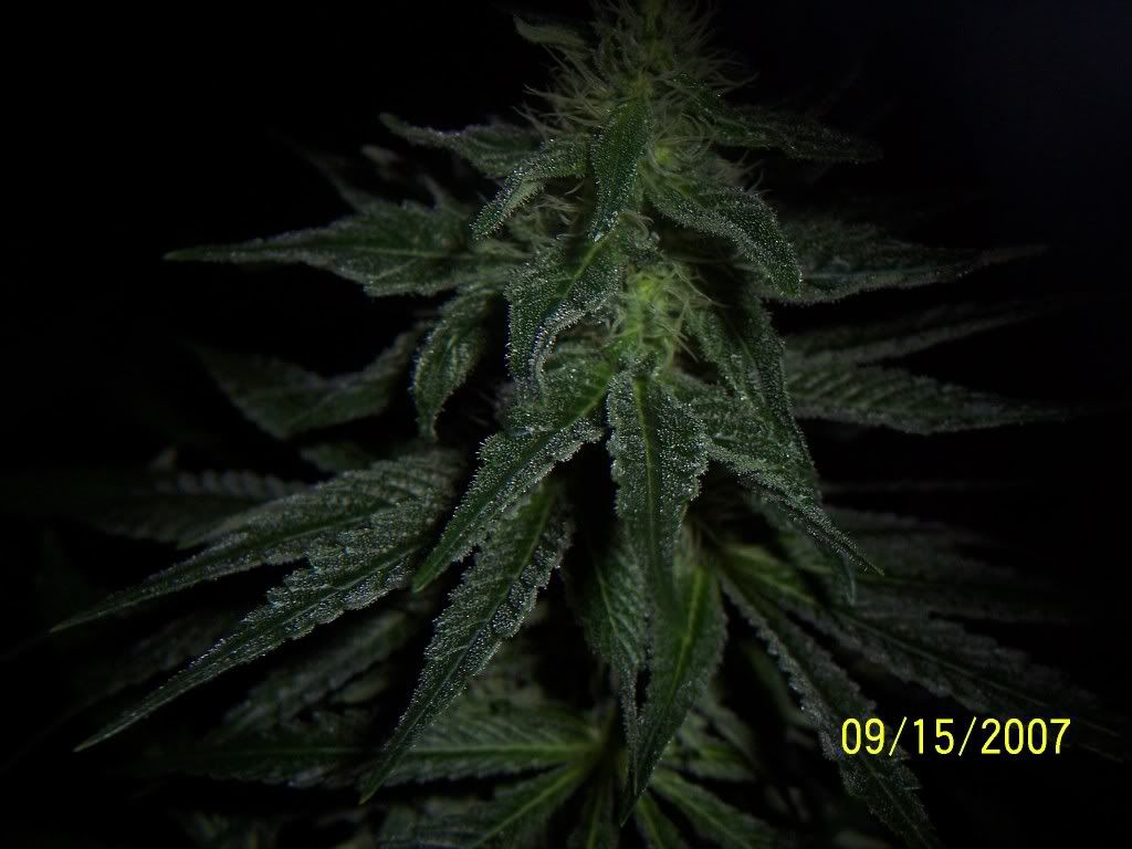 35days-halfway005.jpg
