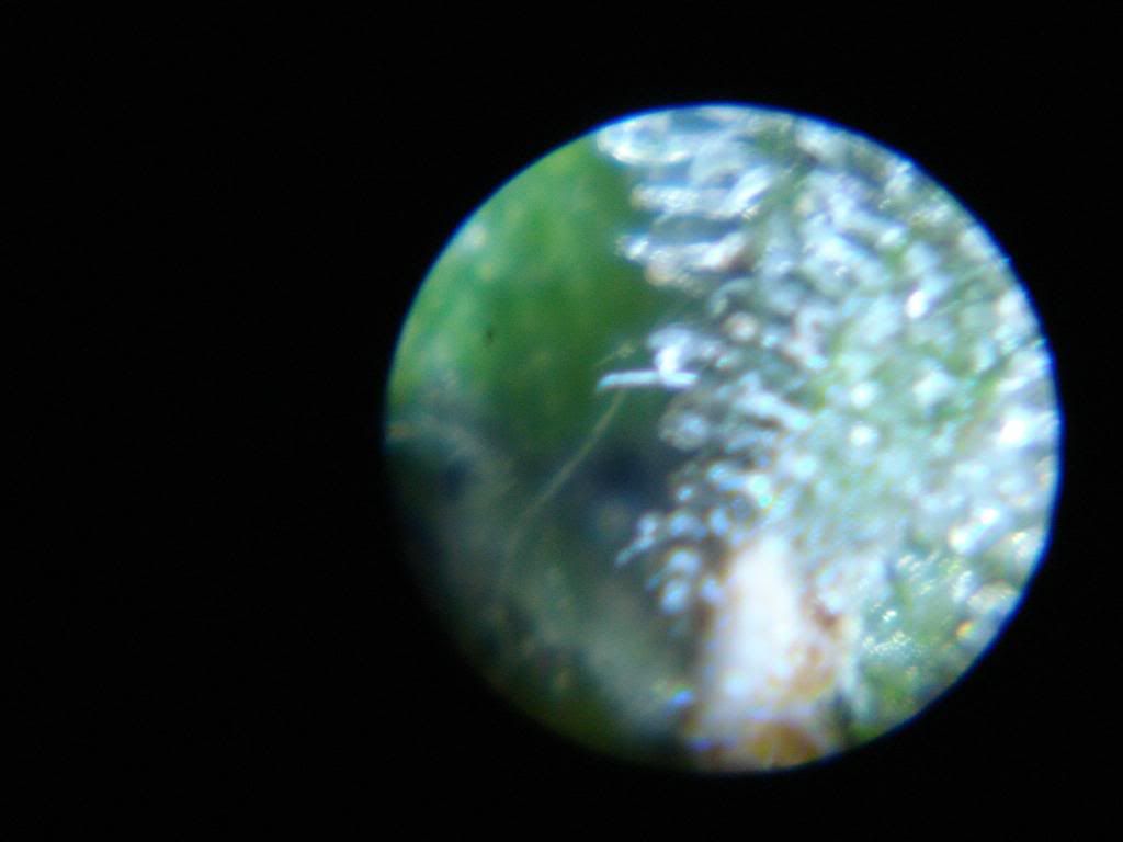 DSC06680.jpg