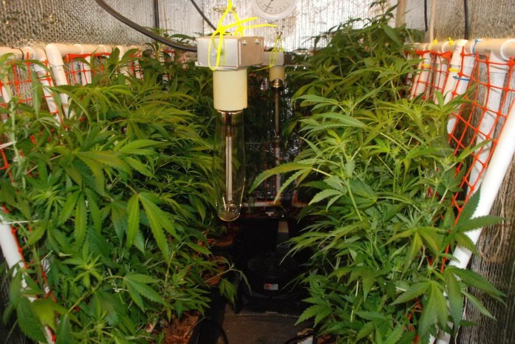 vscrog04.jpg