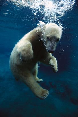 sn_polar_bear_ssv_jt_130217_ssv.jpg