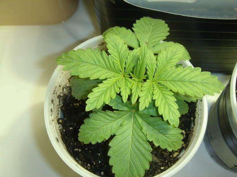 dro019.jpg