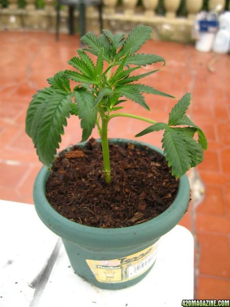 BB_CC_Clones_Sep18_020.jpg