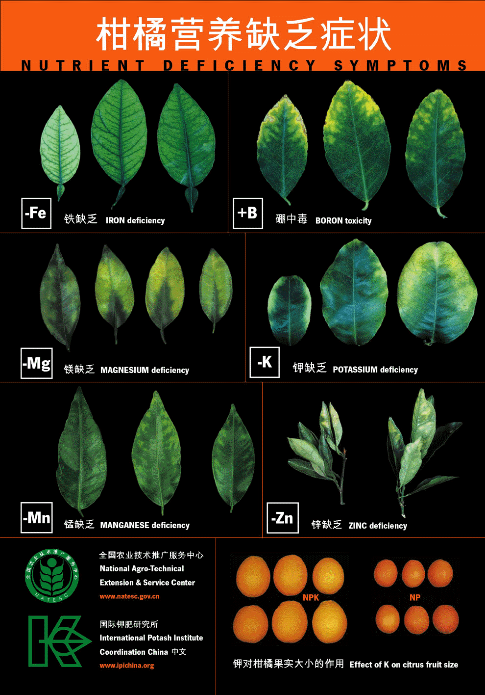 Citrus-deficiency-symptoms.gif