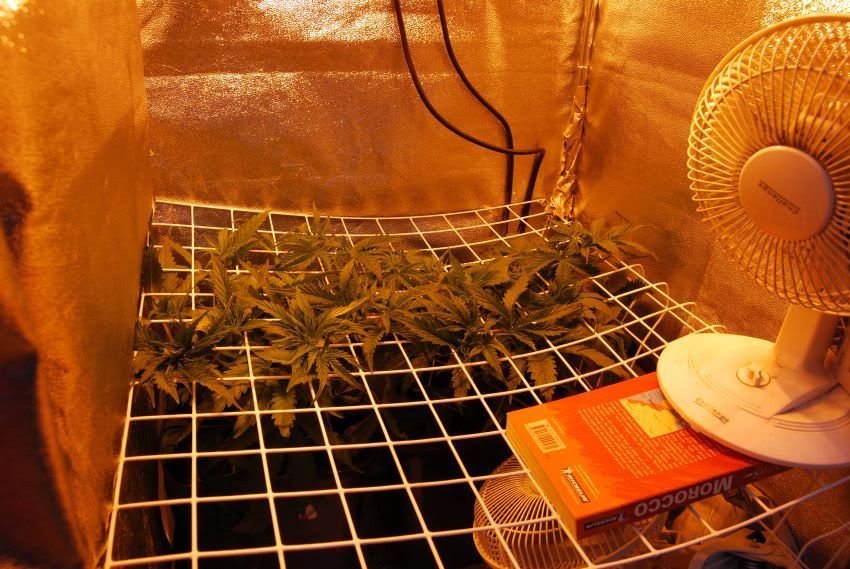 wk3scrog.jpg
