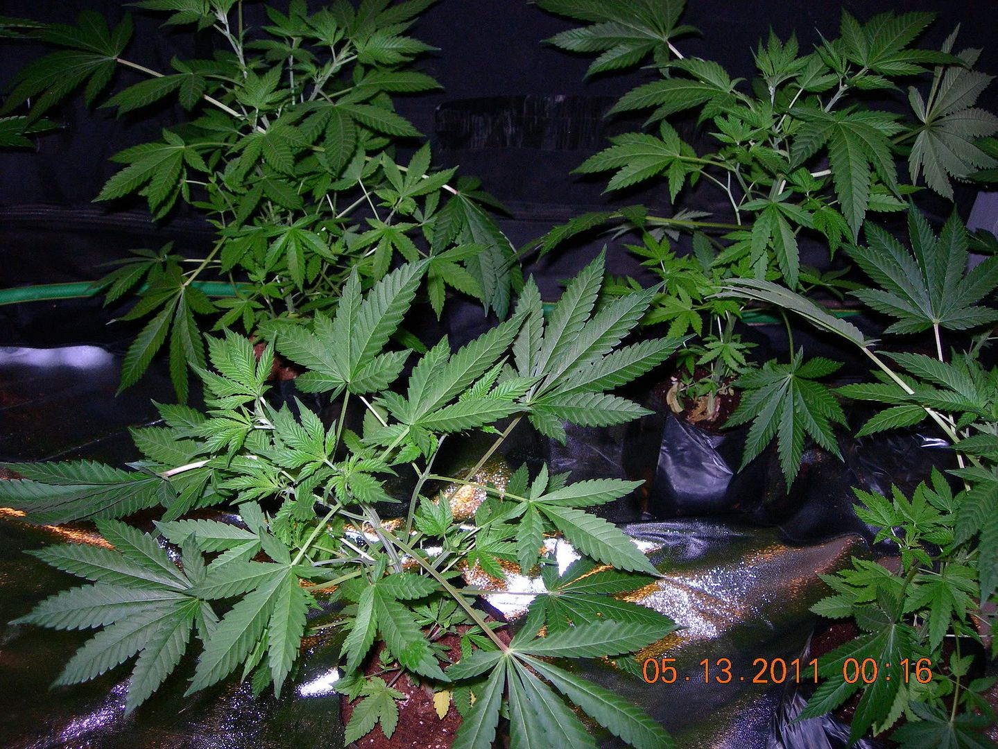 DSCN9500.jpg