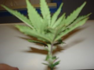 DSC00067.jpg