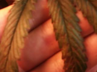 Photo-0142.jpg