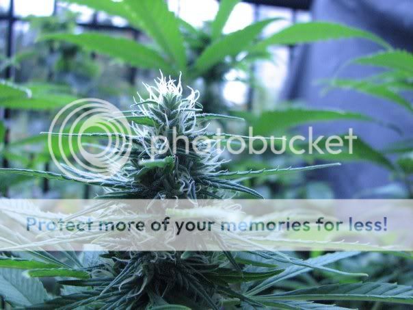 bud.jpg