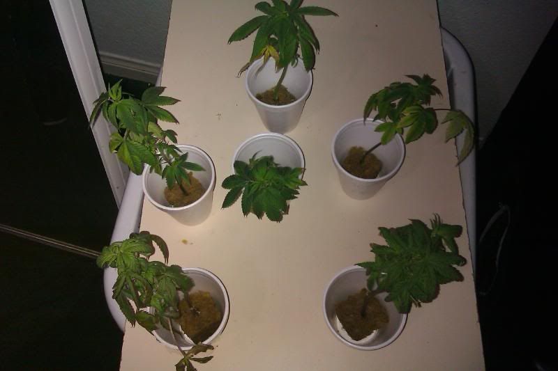 IMAG00323.jpg
