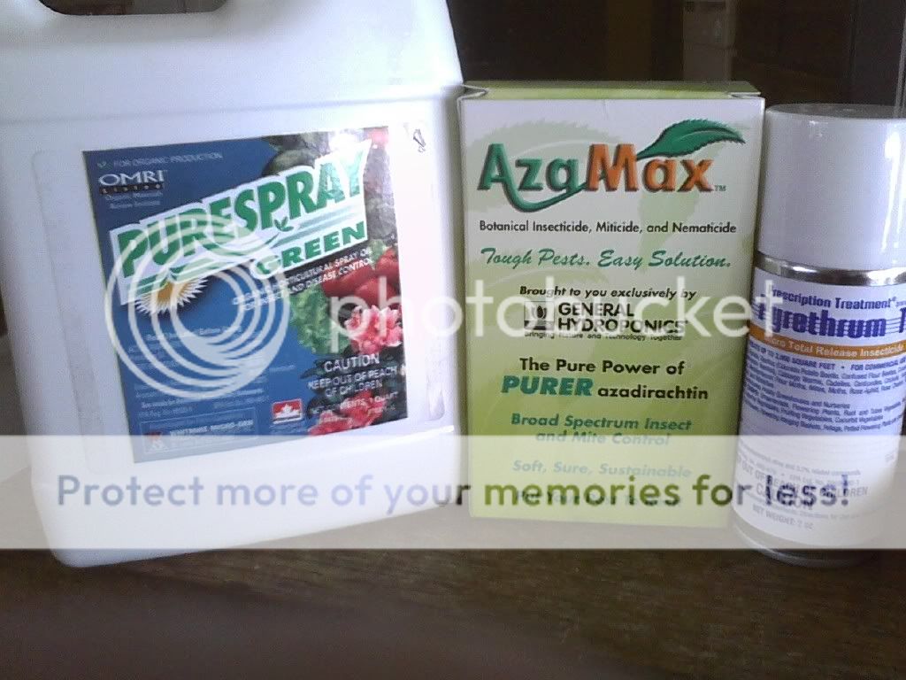azamaxxxx.jpg