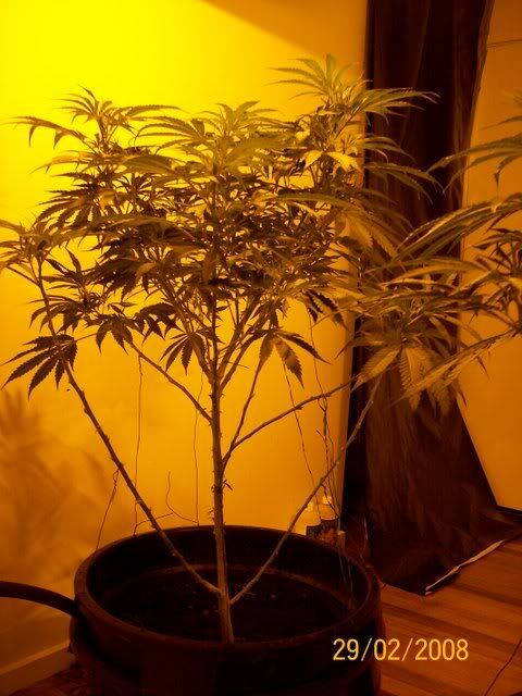 Plants075.jpg