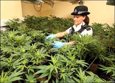 42128524-cannabis-pa416-tm.jpg