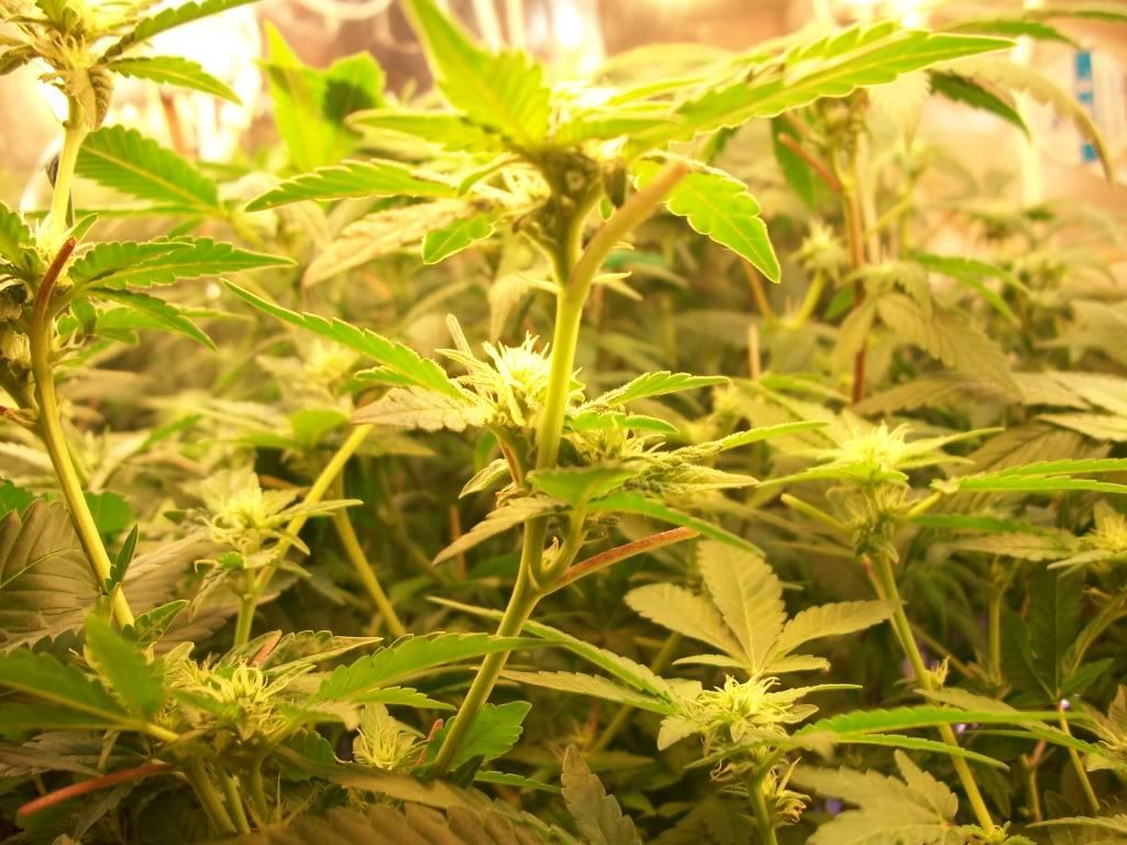 5-8-11010.jpg