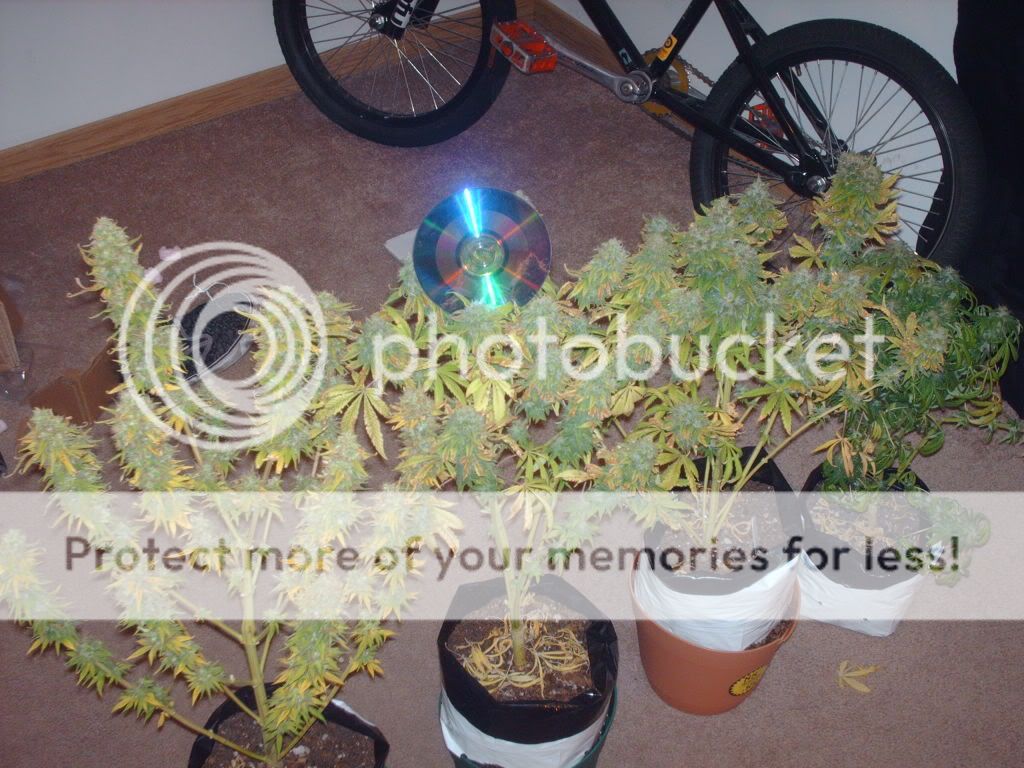 Picture155.jpg
