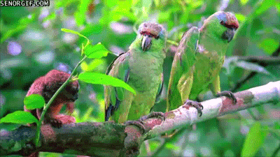 gifs_16.gif