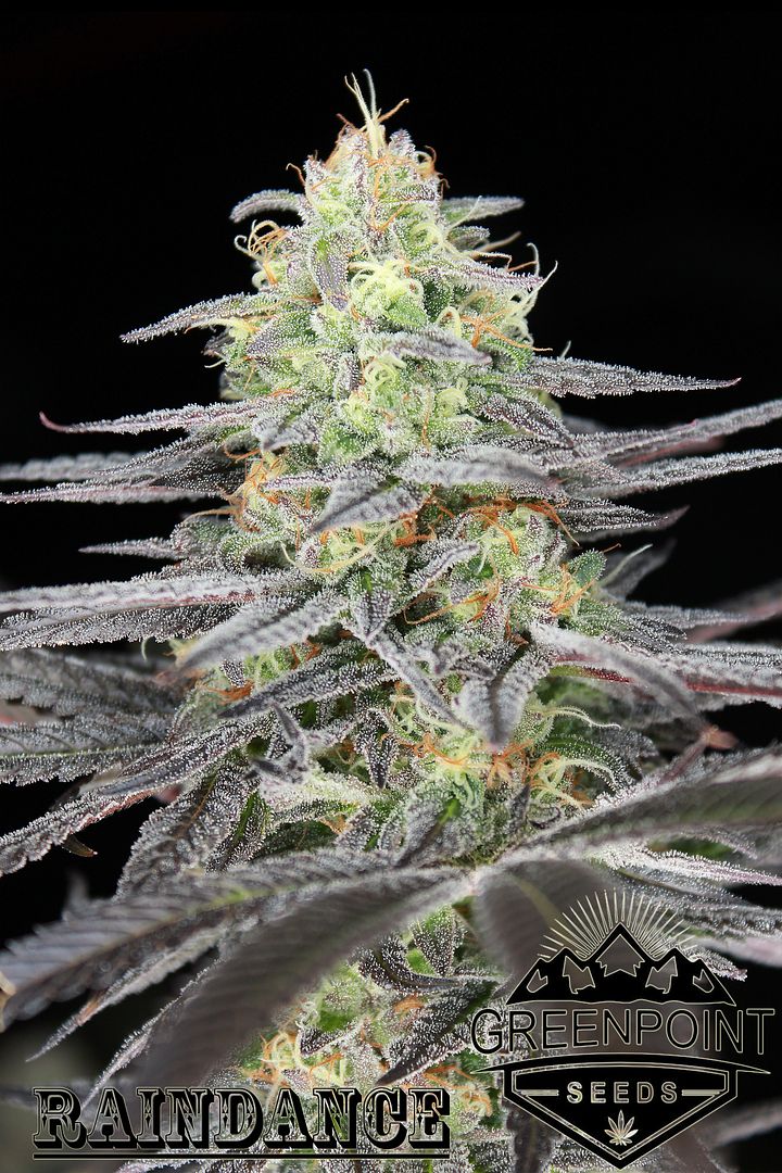 Raindance%20Greenpoint%20Seeds_zps7vxx0f2g.jpg