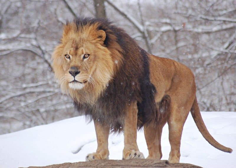 lion7.jpg