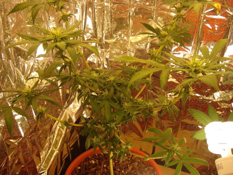 chron008.jpg