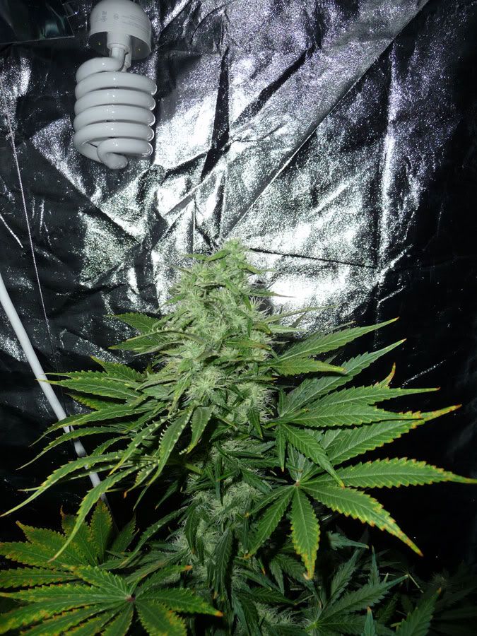 Bud-3.jpg