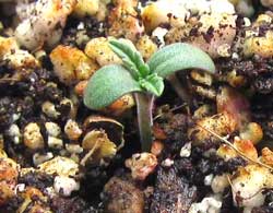 cutest-marijuana-seedling-ever-sm.jpg