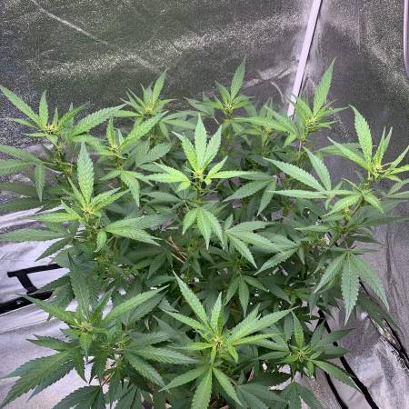 growdiaries.com