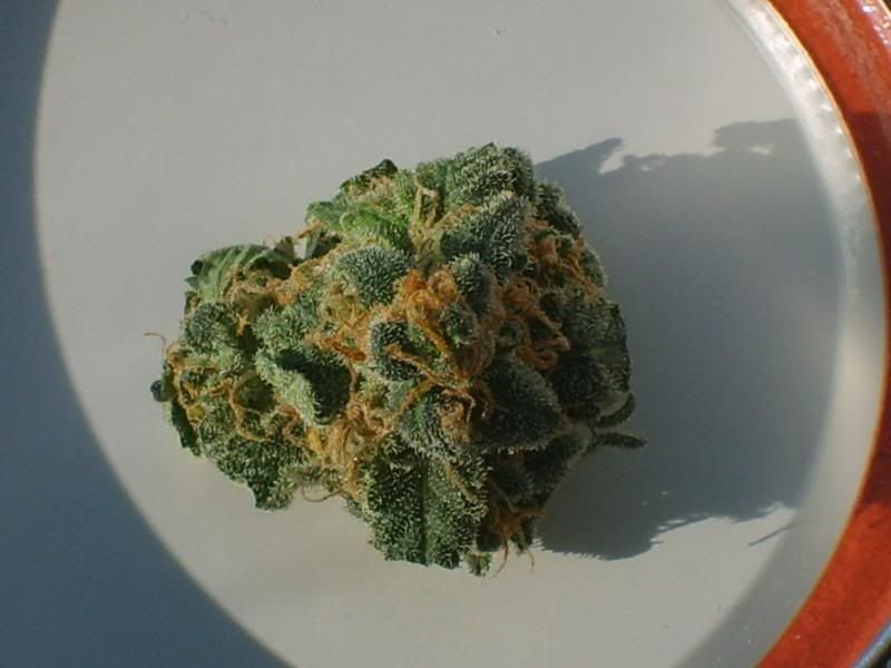 harvestpics2daysdried003.jpg