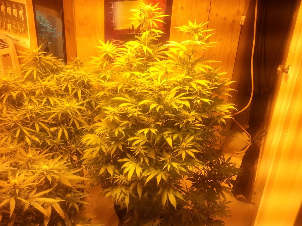 2011-07-19220658.jpg