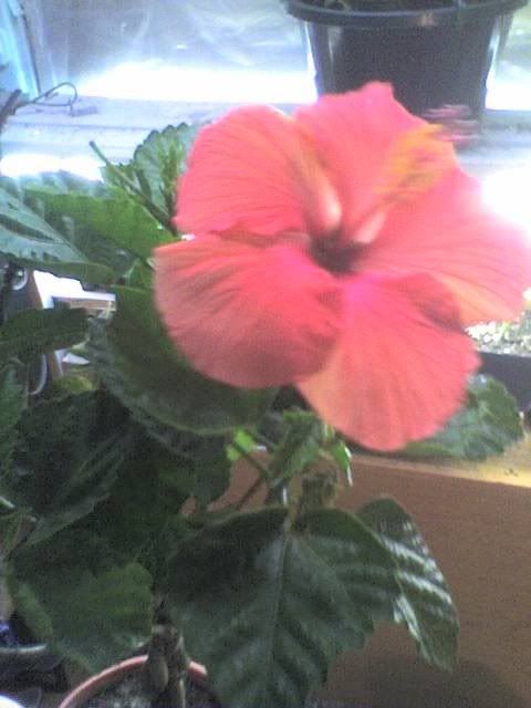 Hibiscus.jpg
