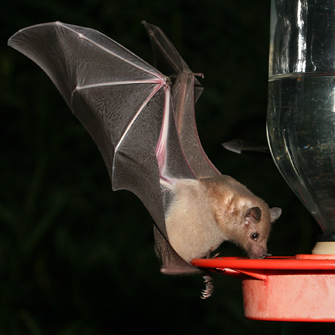 hummingbird-feeder-bat-1.jpg
