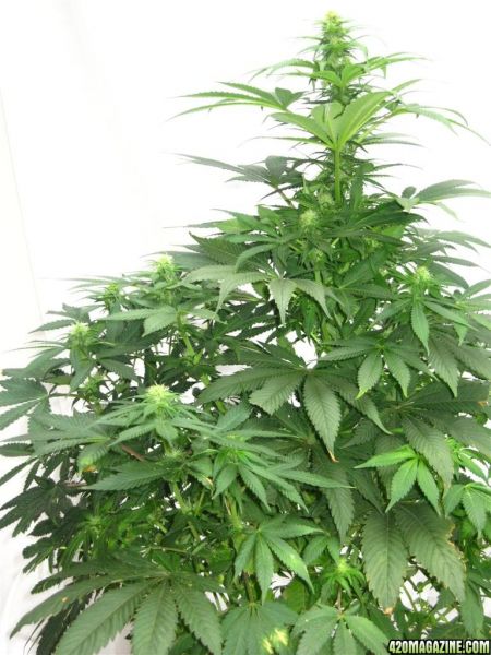 BB_CC_Grow_Update_Sep_13_4_.jpg