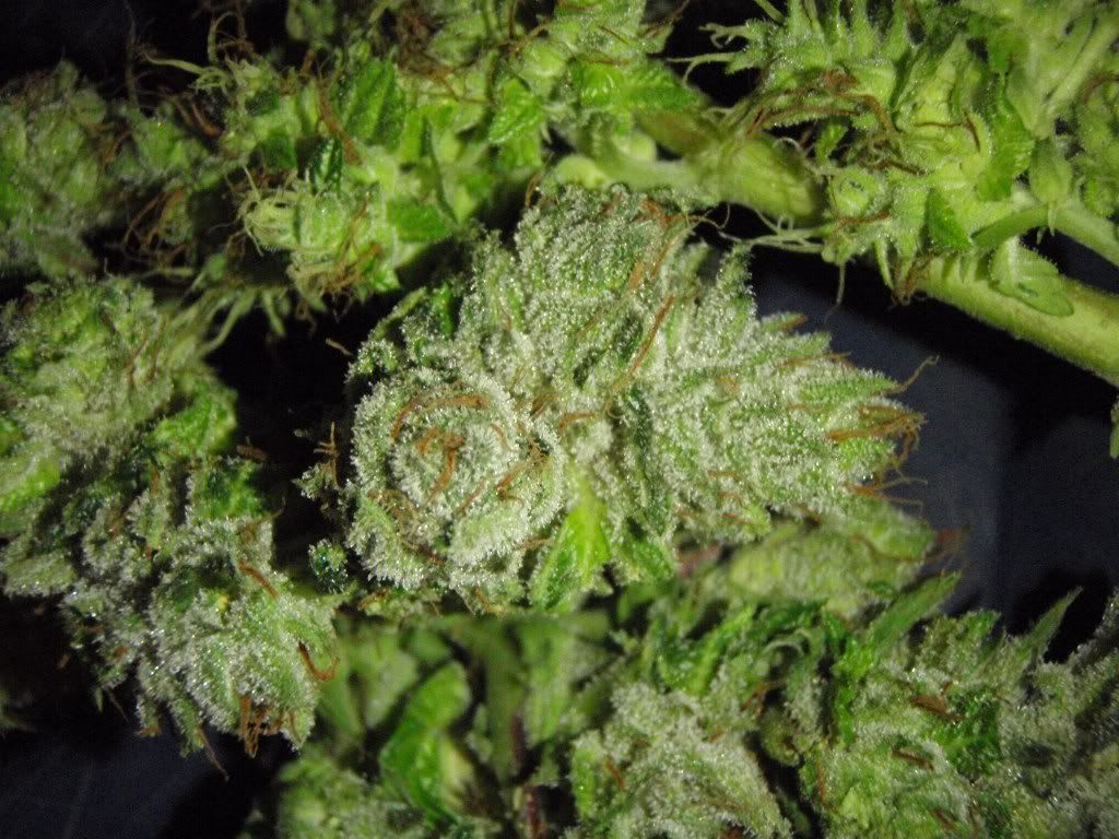 bkharvest7.jpg