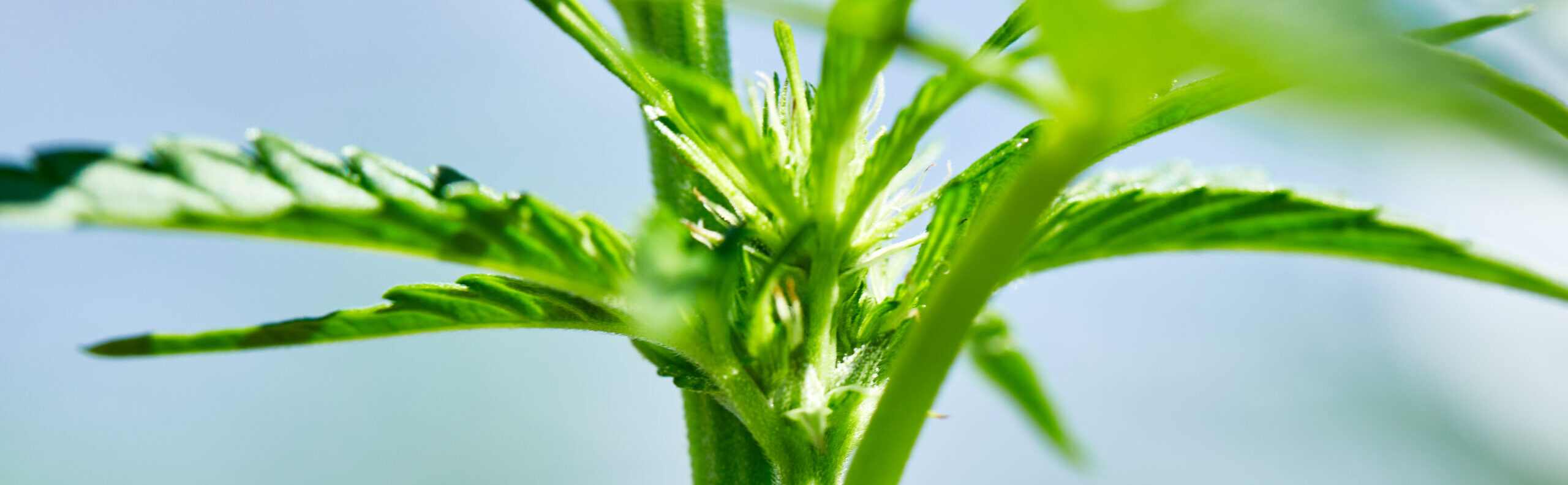 weedmaps.com
