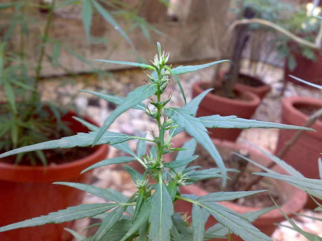 26022009642.jpg