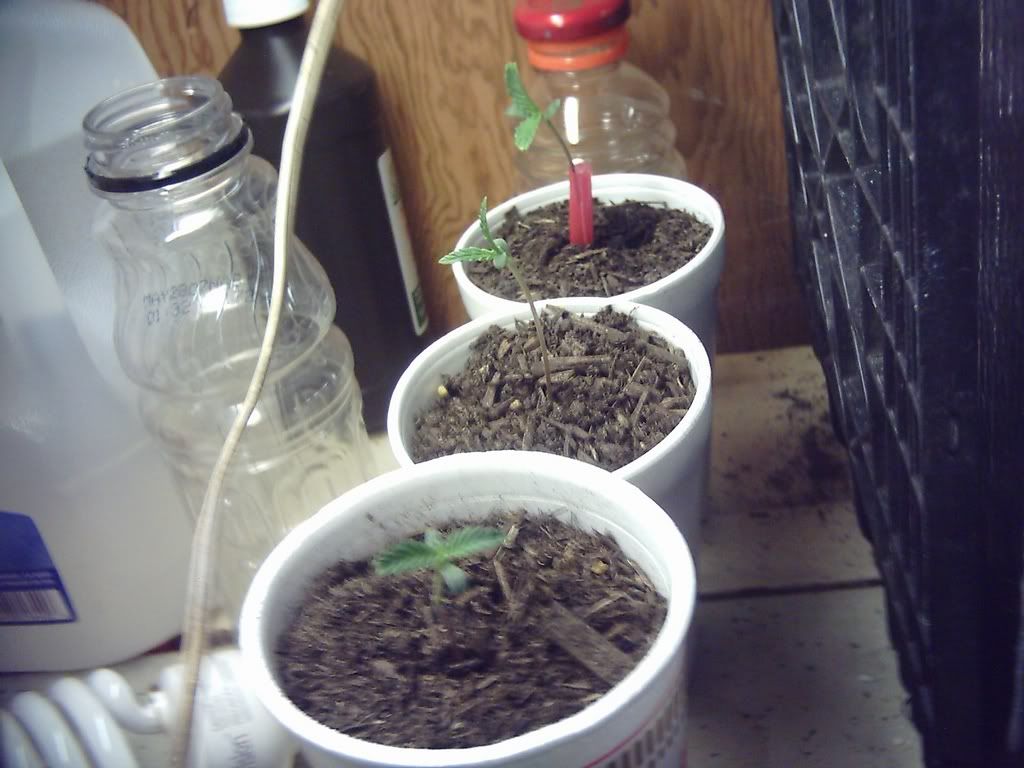 myplant32.jpg