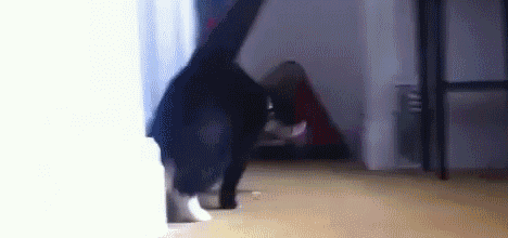 82940455.gif