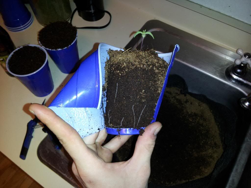 SuzyGRoots1week.jpg