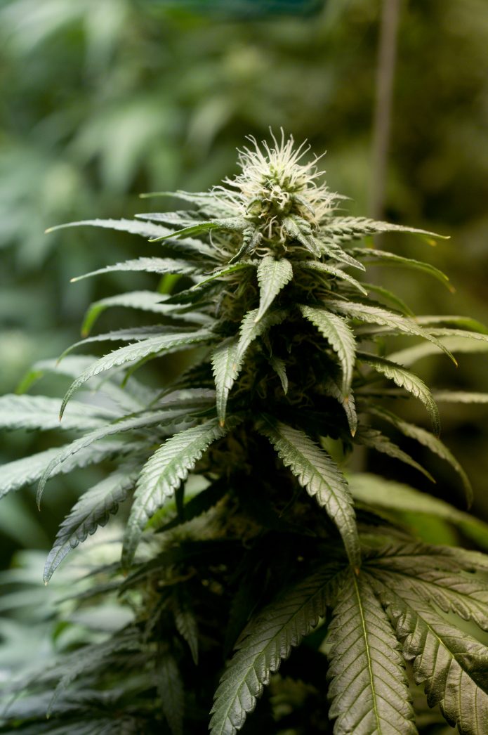 www.weedworldmagazine.org
