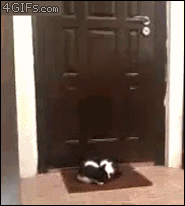 Sleeping-cat-blocks-door.gif