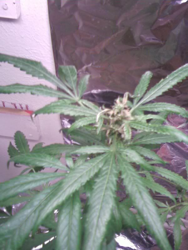 bud.jpg